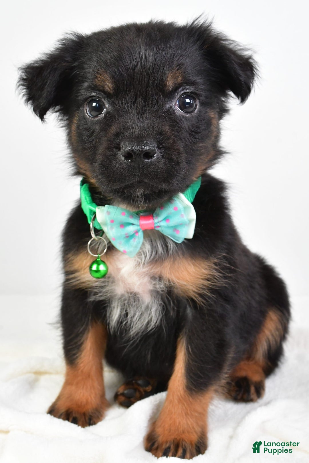 French Bulldog dogs for sale: Clyde - Image 11