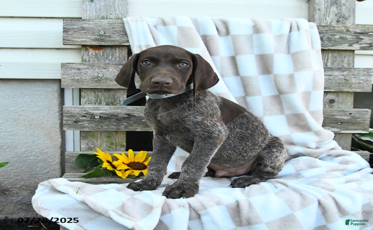 German Shorthaired Pointer dogs for sale - Ad 1