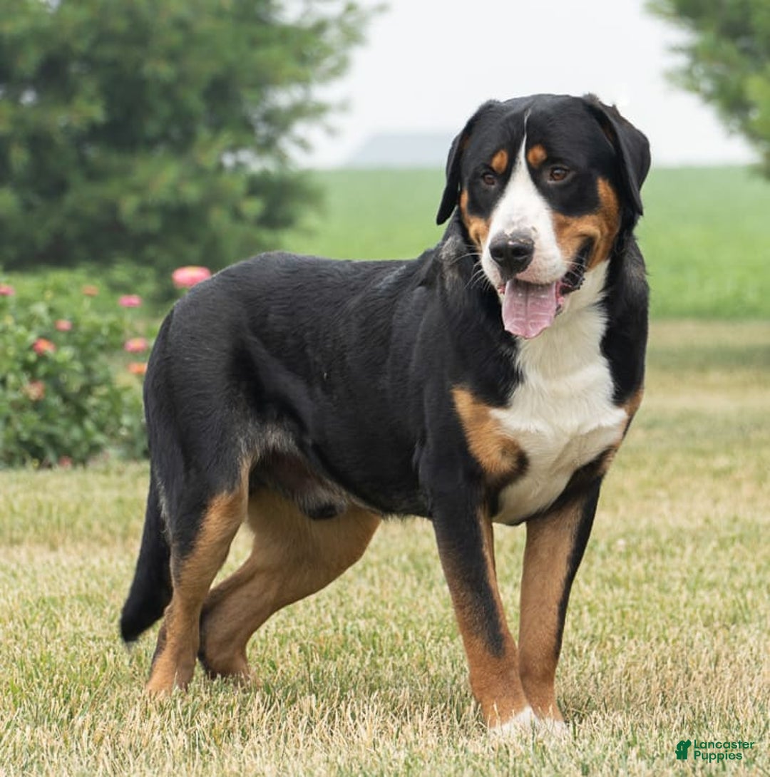 Greater Swiss Mountain Dog dogs for sale: Hannah - Image 4