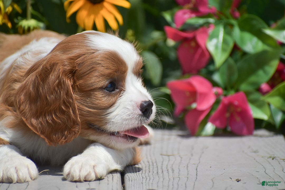 Cavalier King Charles Spaniel dogs for sale: Buster - Image 8