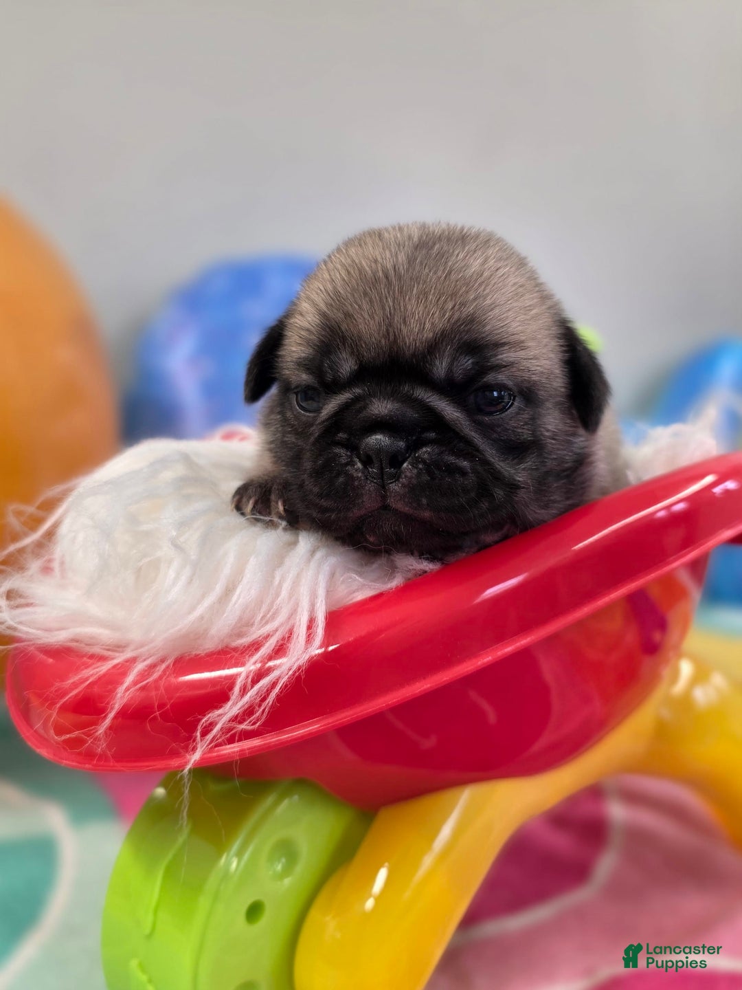Pug dogs for sale: Lona - Image 4