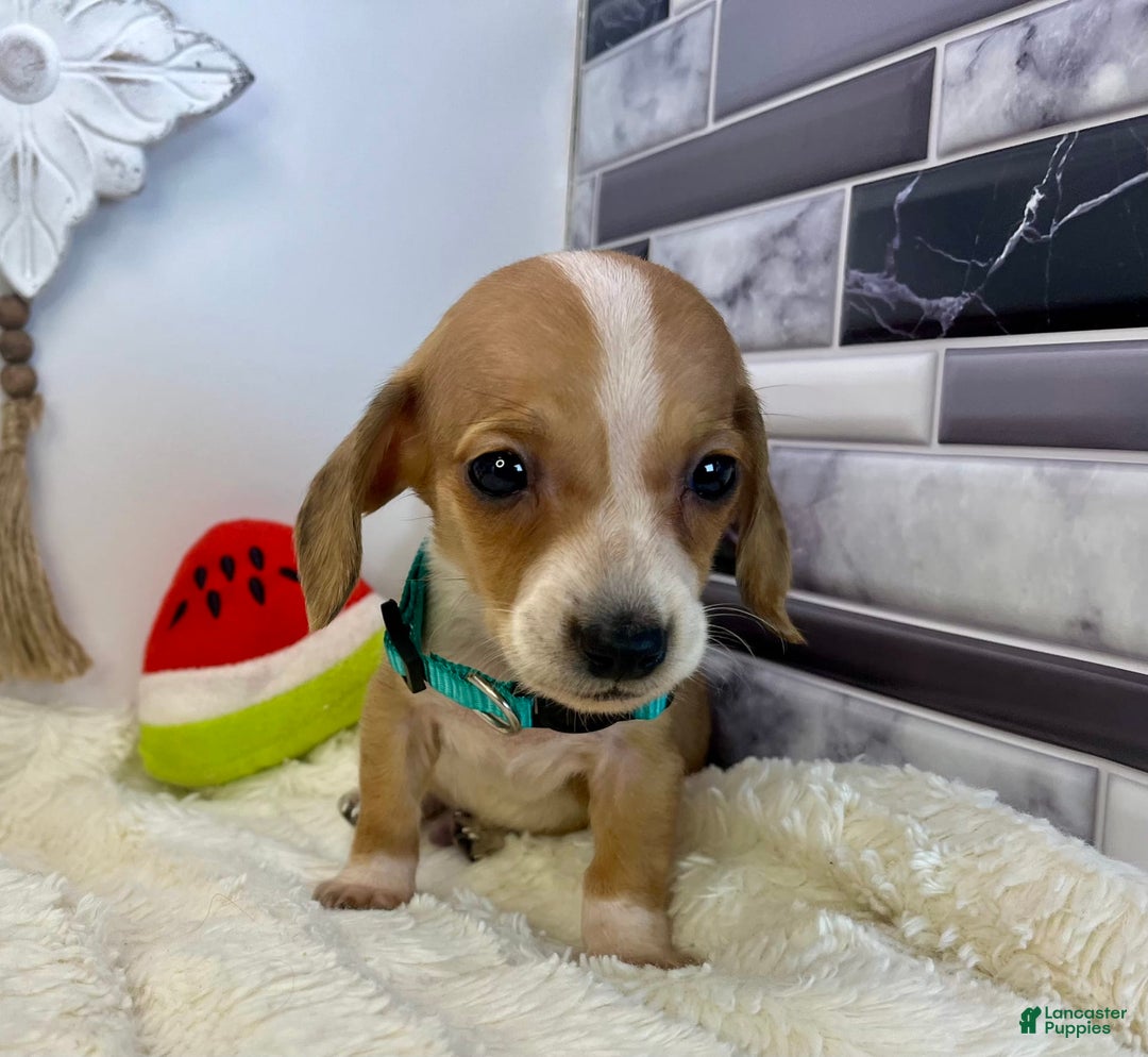 Miniature Dachshund dogs for sale: Jesse - Image 12