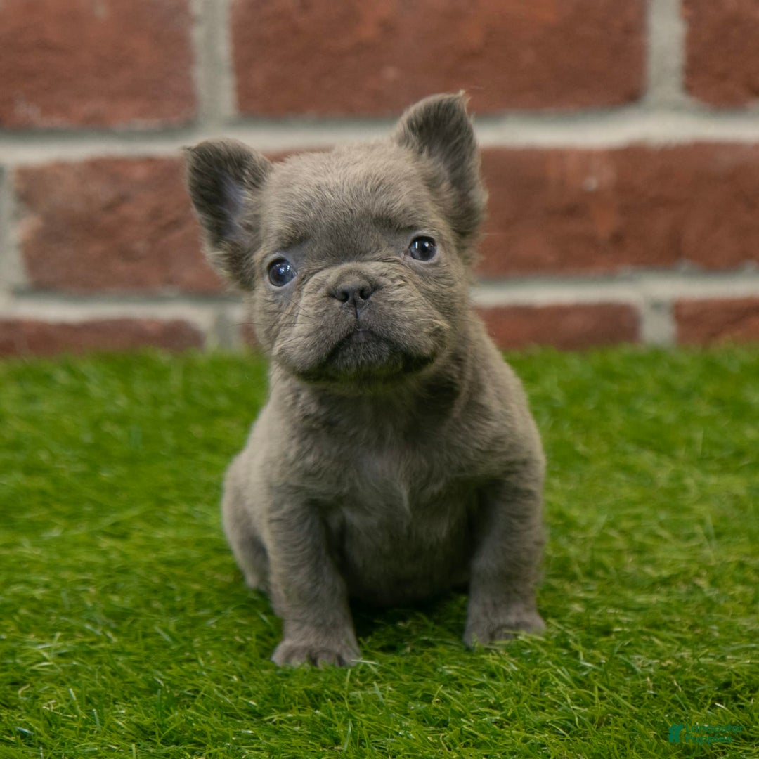 French Bulldog dogs for sale: Lilly - Image 5