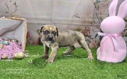 Catahoula Leopard Dog dogs for sale: Goldie 2025 F5 - Image 7