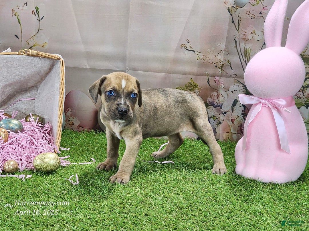 Catahoula Leopard Dog dogs for sale: Goldie 2025 F5 - Image 7