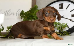 Miniature Dachshund dogs for sale: Heidi - Image 6