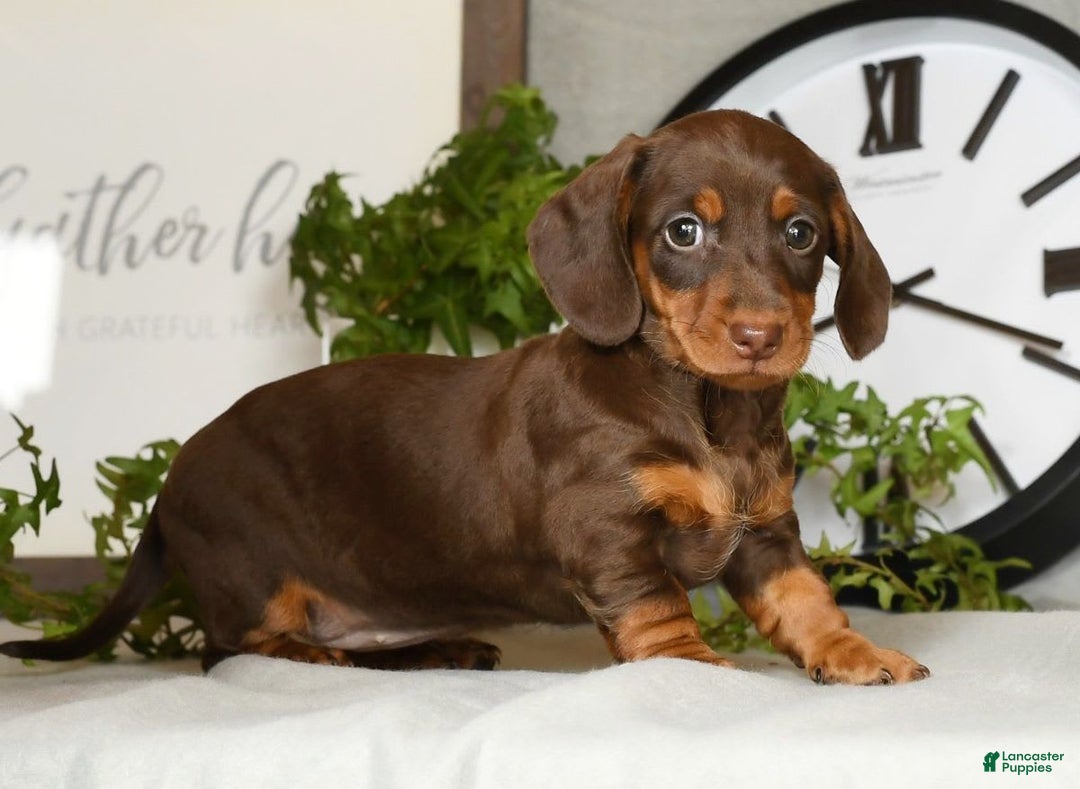 Miniature Dachshund dogs for sale: Heidi - Image 6