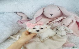 Maltipoo dogs for sale: Maltese - Image 4