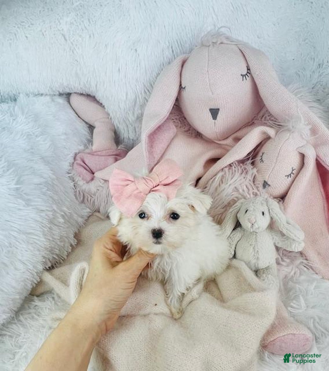 Maltipoo dogs for sale: Maltese - Image 4
