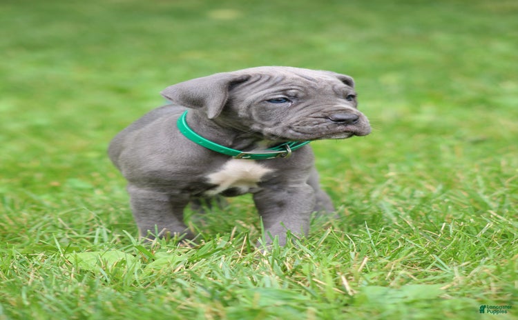 Cane Corso dogs - Advert 15