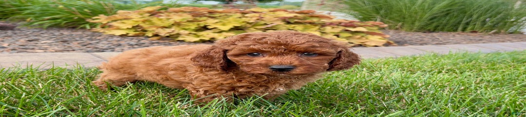 Charlie