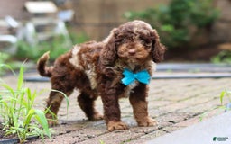 Goldendoodle dogs for sale: Balto - Image 4