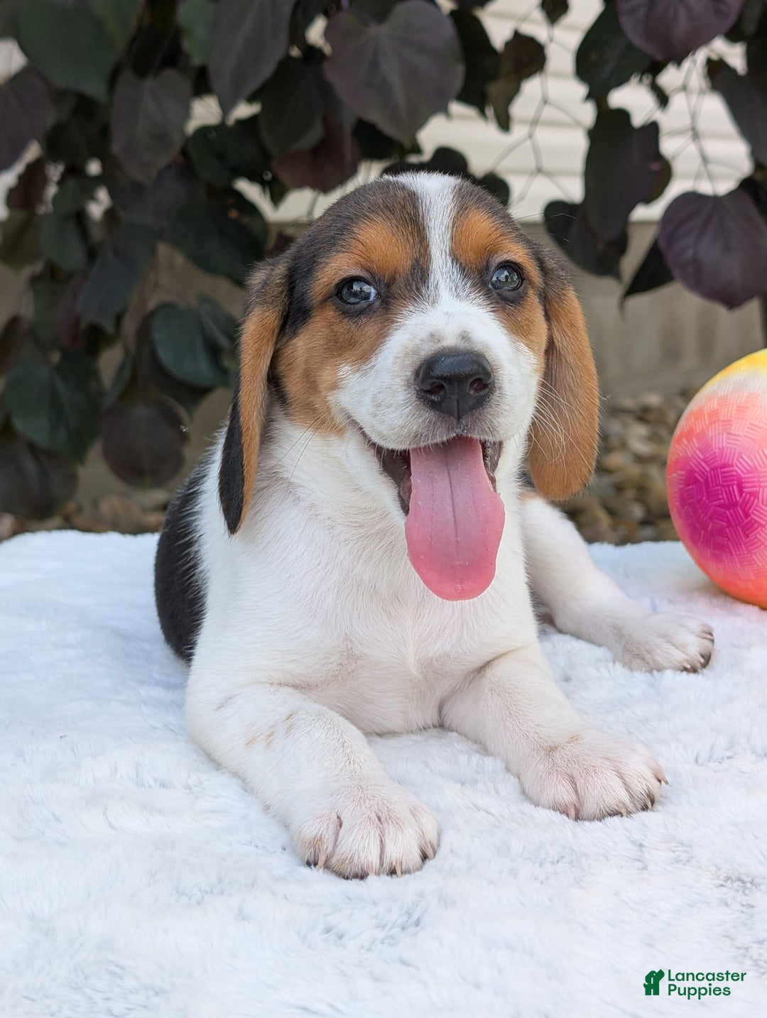 Beagle dogs for sale: Max - Image 17