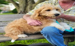 Great Pyrenees dogs for sale: Pyredoodle Fb - Image 20