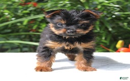 Yorkshire Terrier dogs for sale: Remmy - Image 1