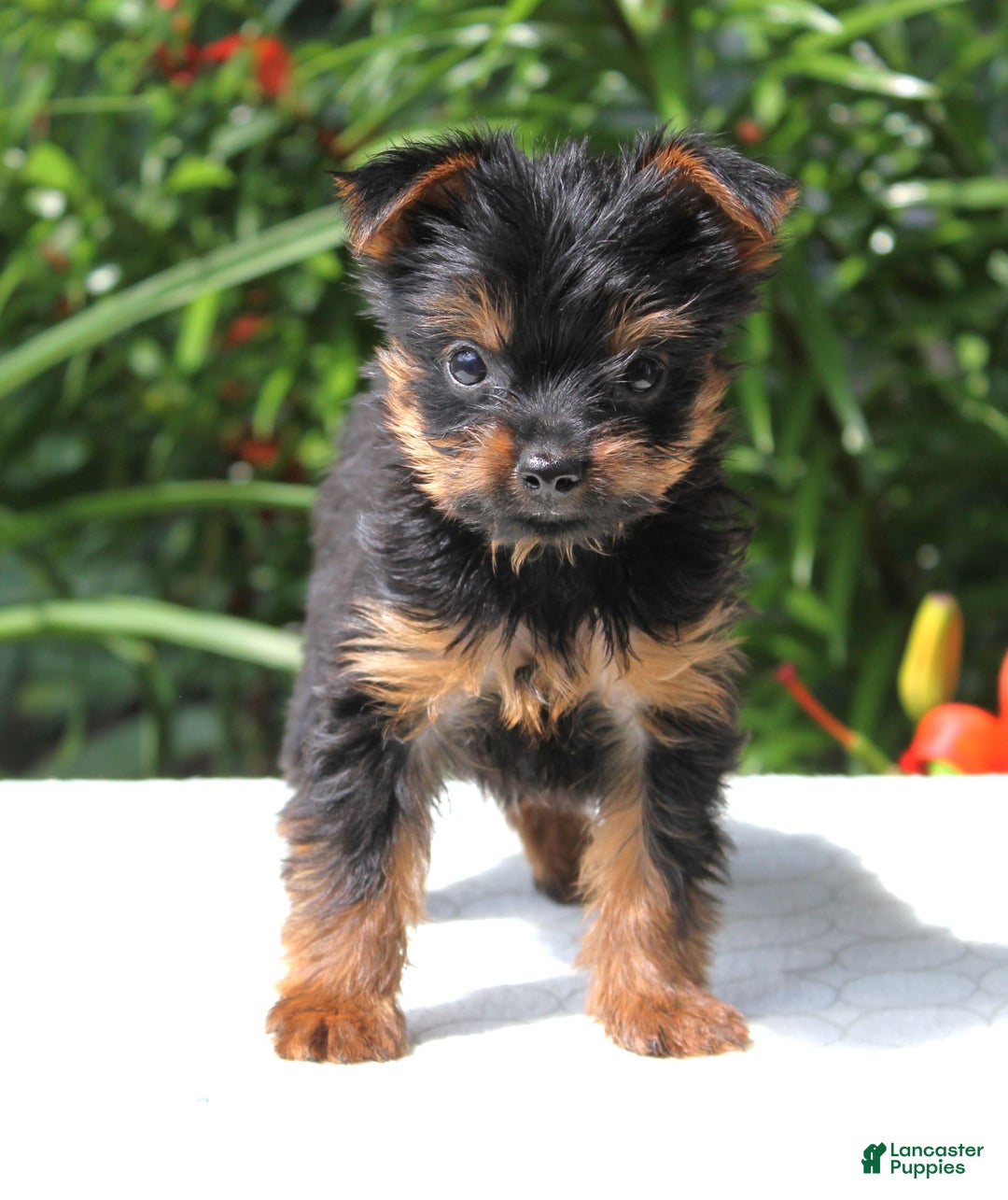 Yorkshire Terrier dogs for sale: Remmy - Image 1