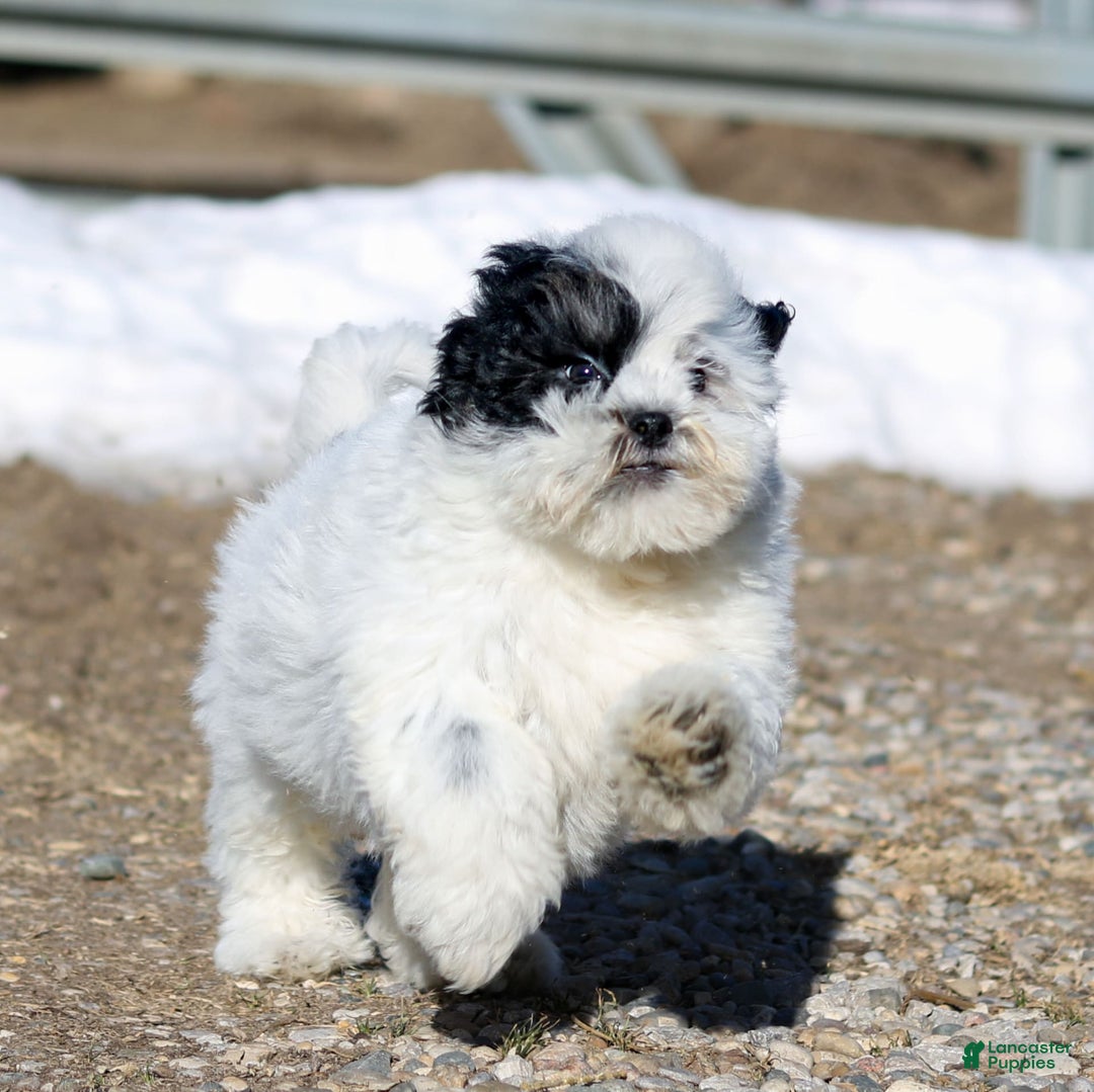 Shihpoo dogs for sale: Benny - Image 20