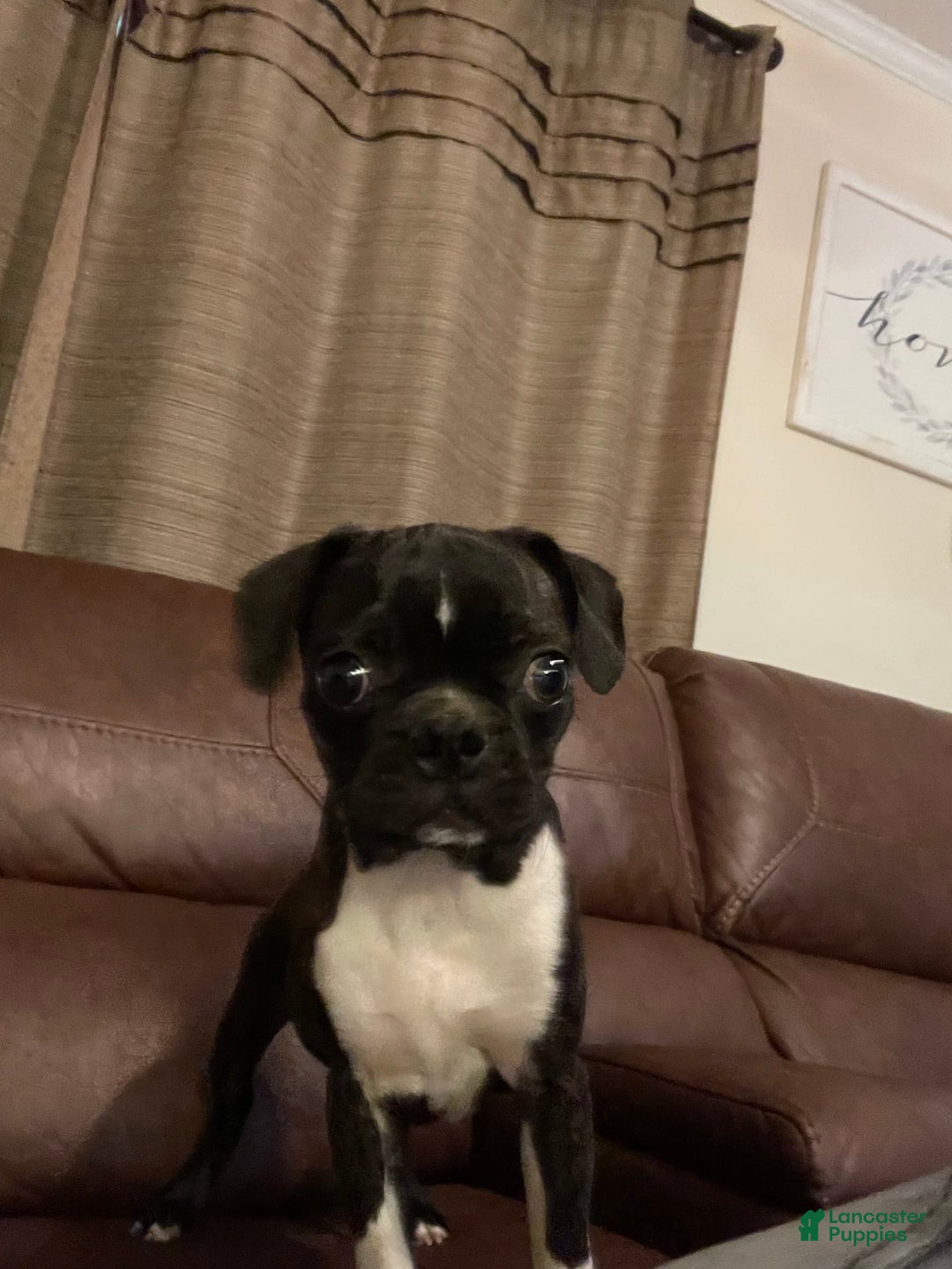 Boston Terrier dogs for sale: Winston - Image 7