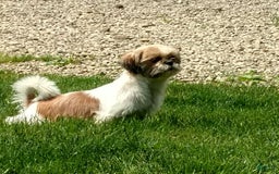 Shih Tzu dogs for sale: Weston - Image 11