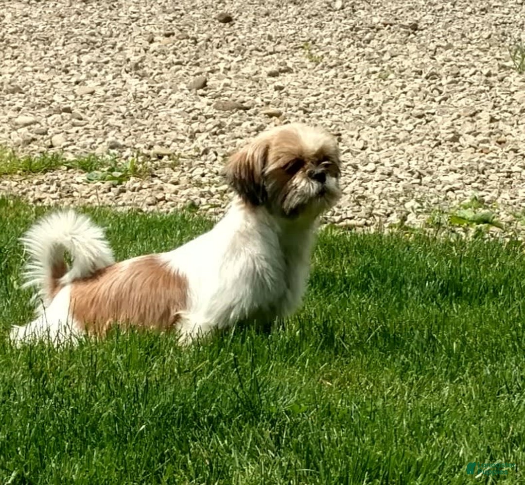 Shih Tzu dogs for sale: Weston - Image 11