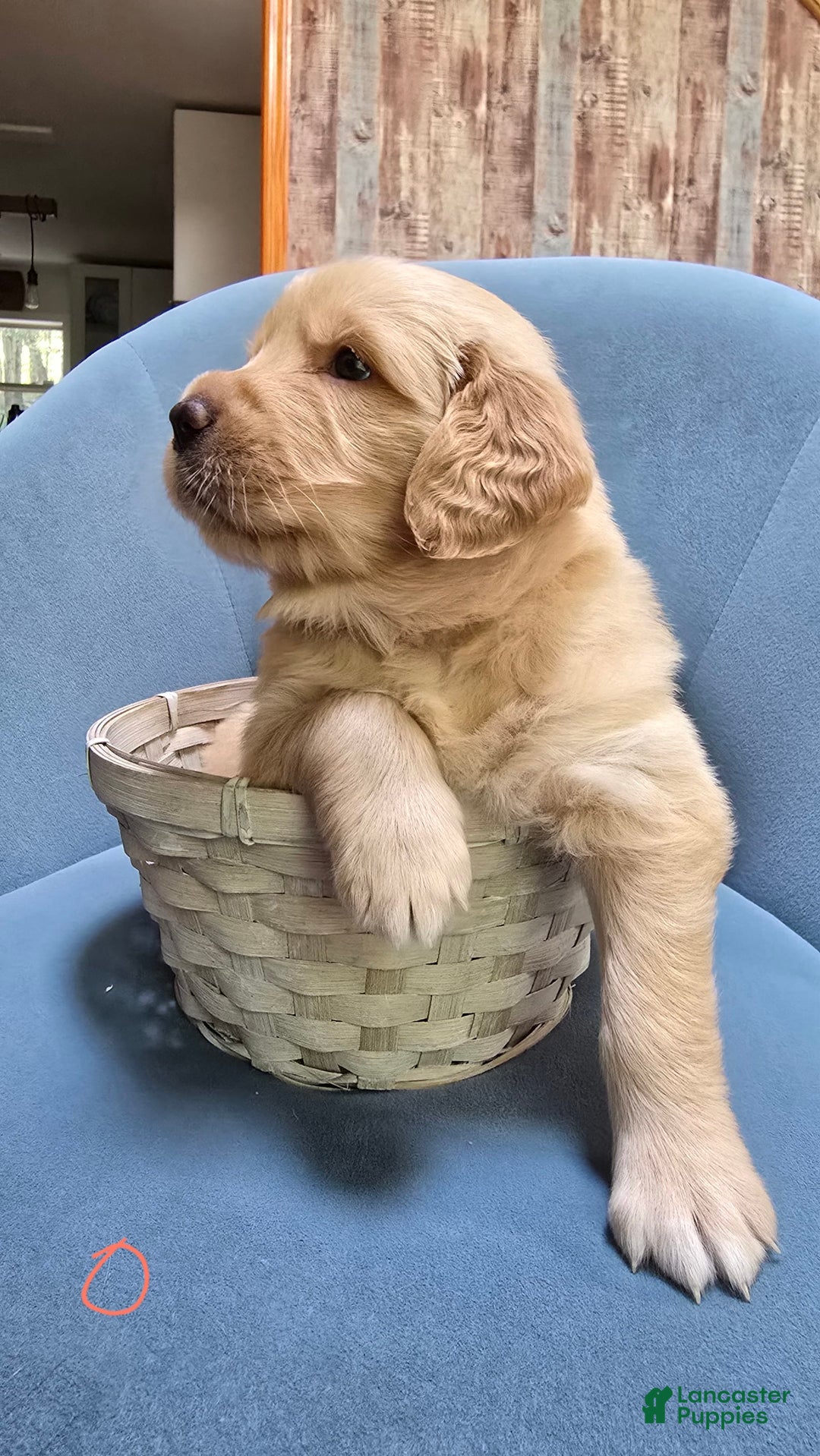 Golden Retriever dogs for sale: Astreae - Image 2