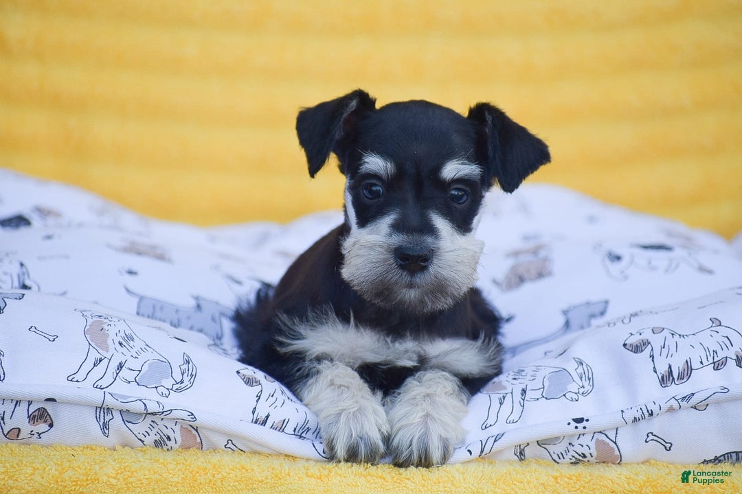 Miniature Schnauzer dogs for sale: Valerie - Image 4