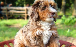 Mini Bernedoodle dogs for sale: Lorena - Image 5