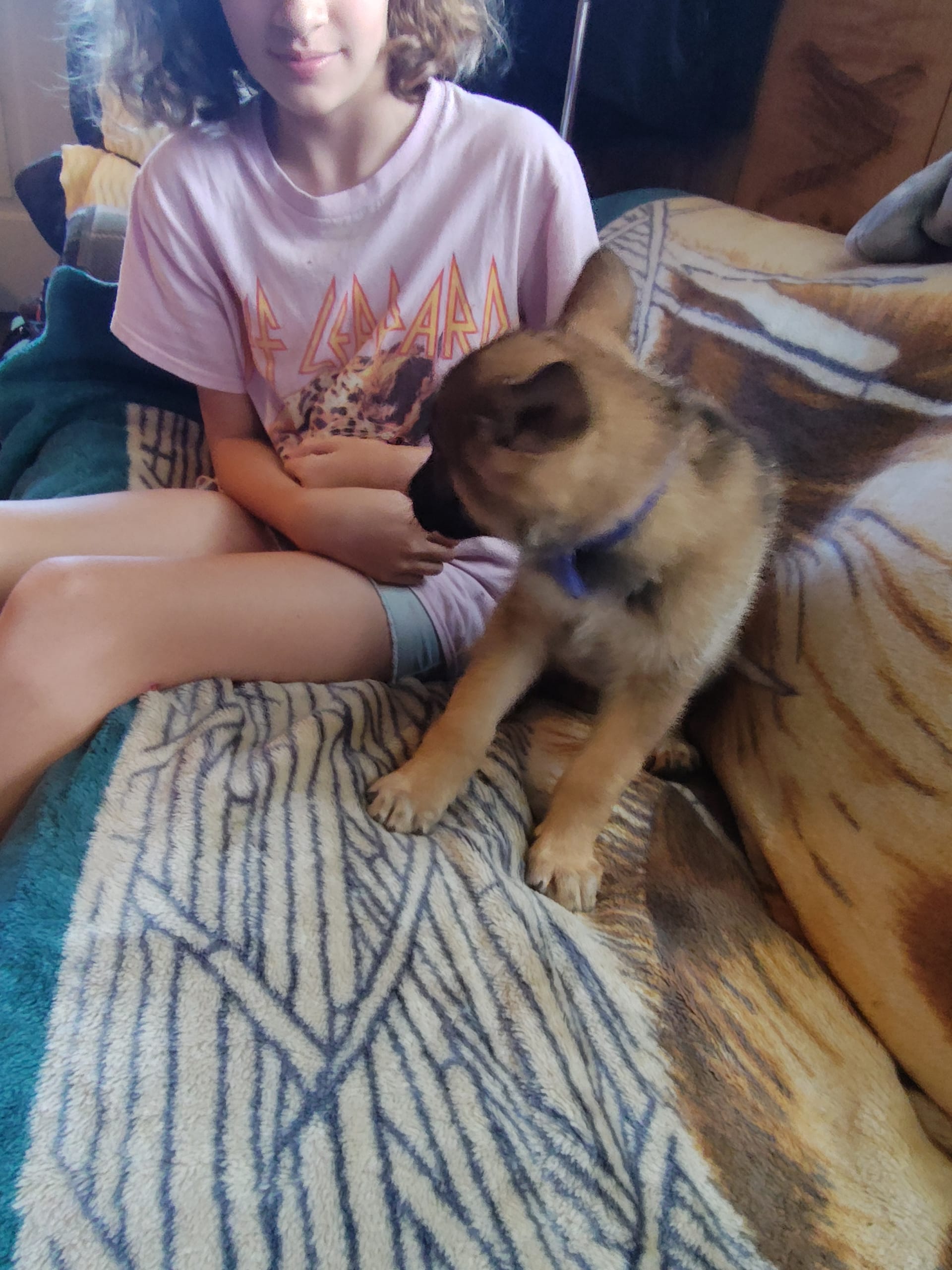 German Shepherd dogs for sale: Sam - Image 2