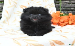 Pomeranian dogs for sale: Jordan - Image 3
