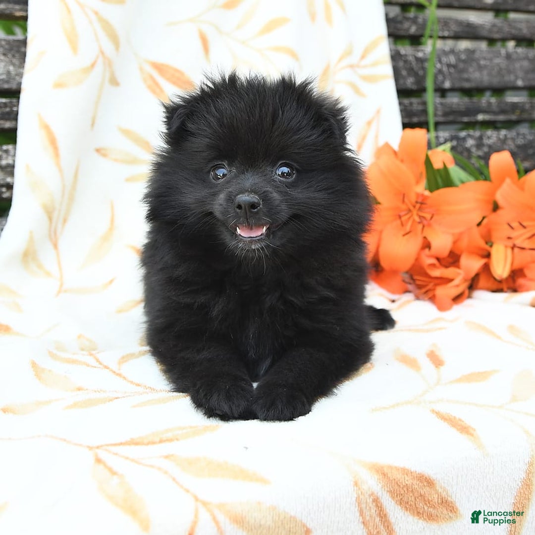 Pomeranian dogs for sale: Jordan - Image 3