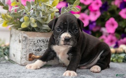 Boxer dogs for sale: Spike - Image 4