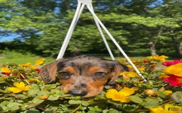 Dachshund dogs for sale: Coco - Image 6