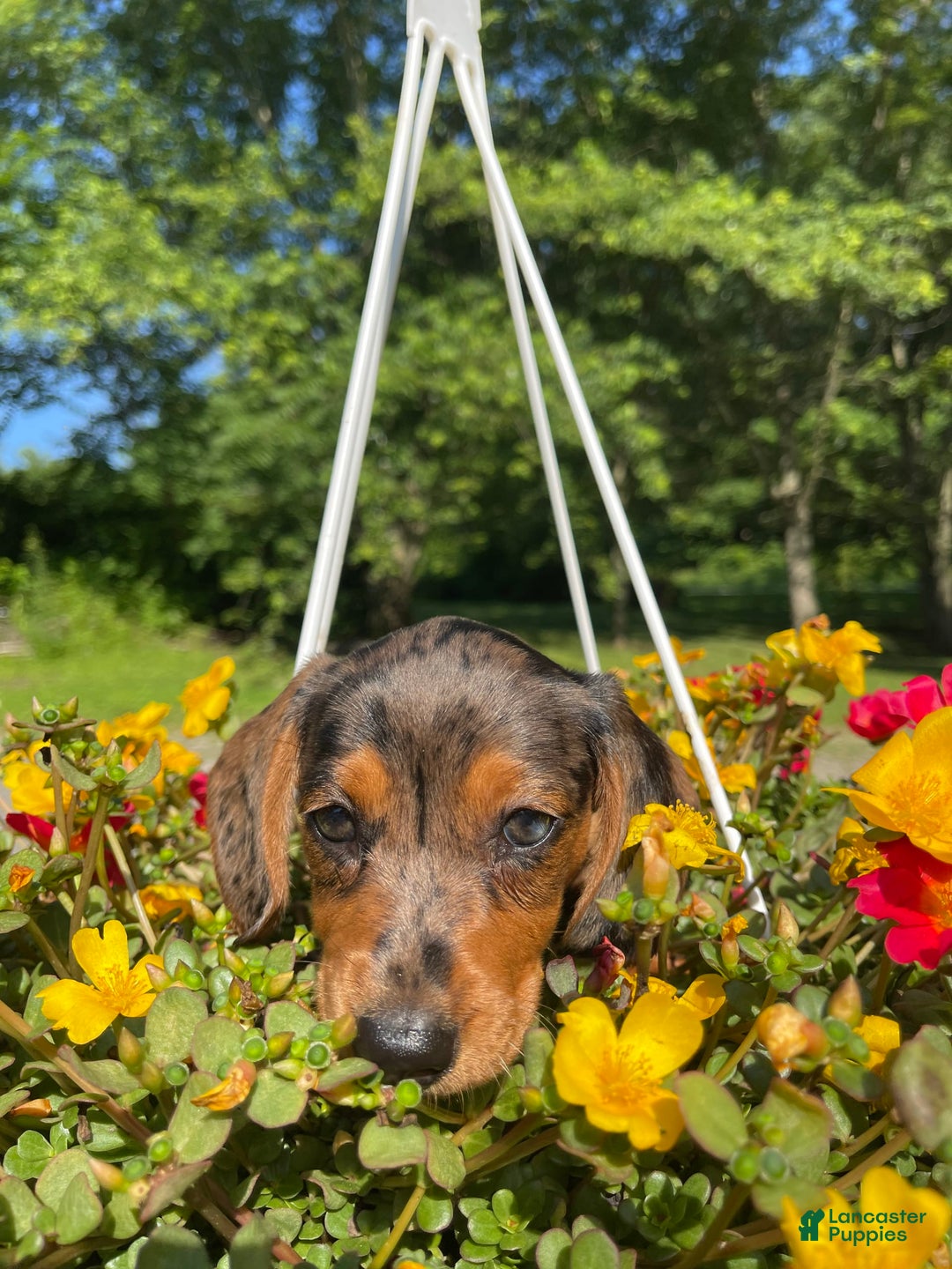 Dachshund dogs for sale: Coco - Image 6