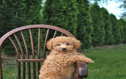 Mini Goldendoodle dogs for sale: Mia - Image 8