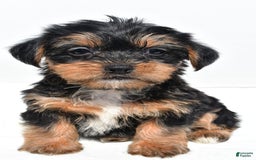 Shorkie dogs for sale: Wafa - Image 7