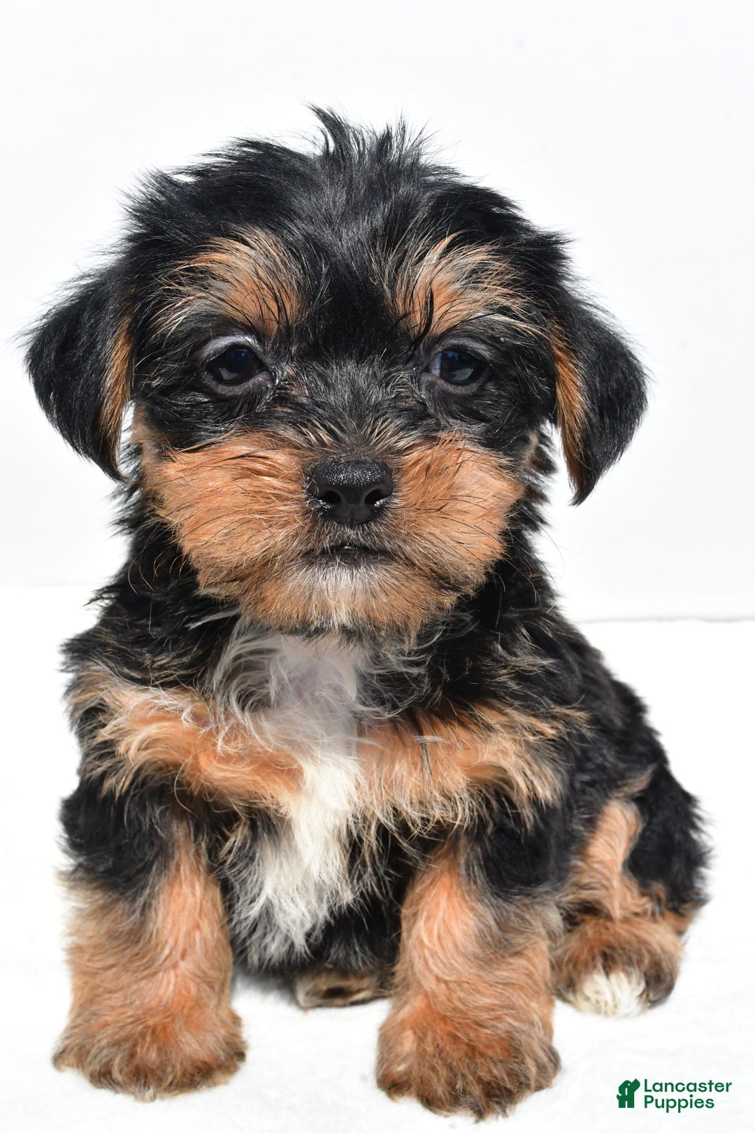 Shorkie dogs for sale: Wafa - Image 7