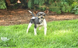 Rat Terrier dogs for sale: Twinkles - Image 1