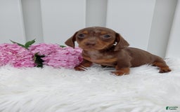Dachshund dogs for sale: Cocoa - Image 1