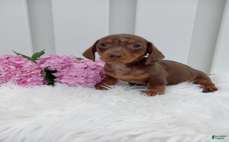 Dachshund dogs for sale - Ad 4