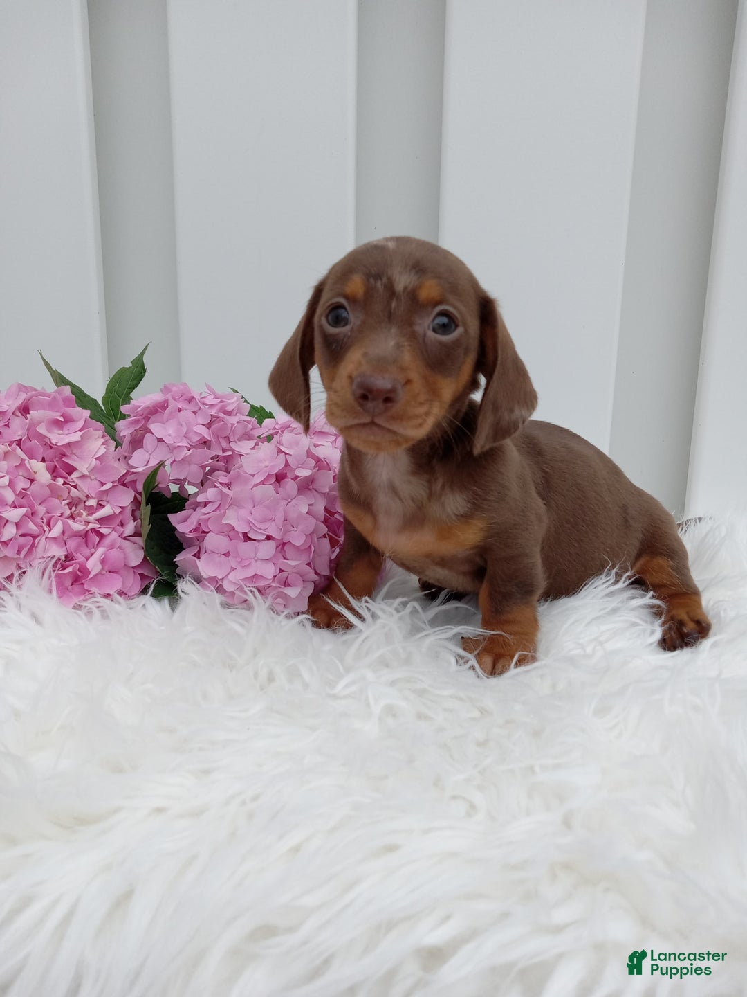 Dachshund dogs for sale: Cocoa - Image 1