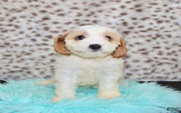 Cavapoo dogs for sale: Cavapoo 7 puppies - Image 36