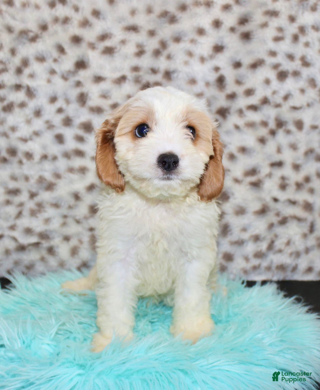 Cavapoo dogs for sale: Cavapoo 7 puppies - Image 36