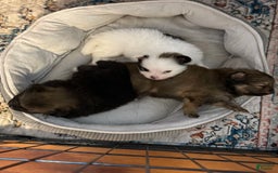 Pomeranian dogs for sale: Moo - Image 7