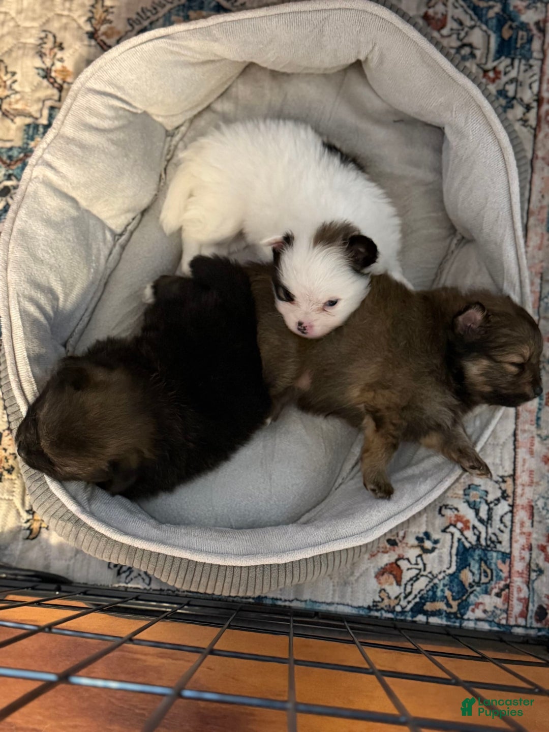 Pomeranian dogs for sale: Moo - Image 7