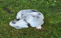 Border Collie dogs for sale: Scout - Image 3