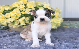 Boston Terrier dogs for sale: Boston Terrier 9 puppies - Image 4
