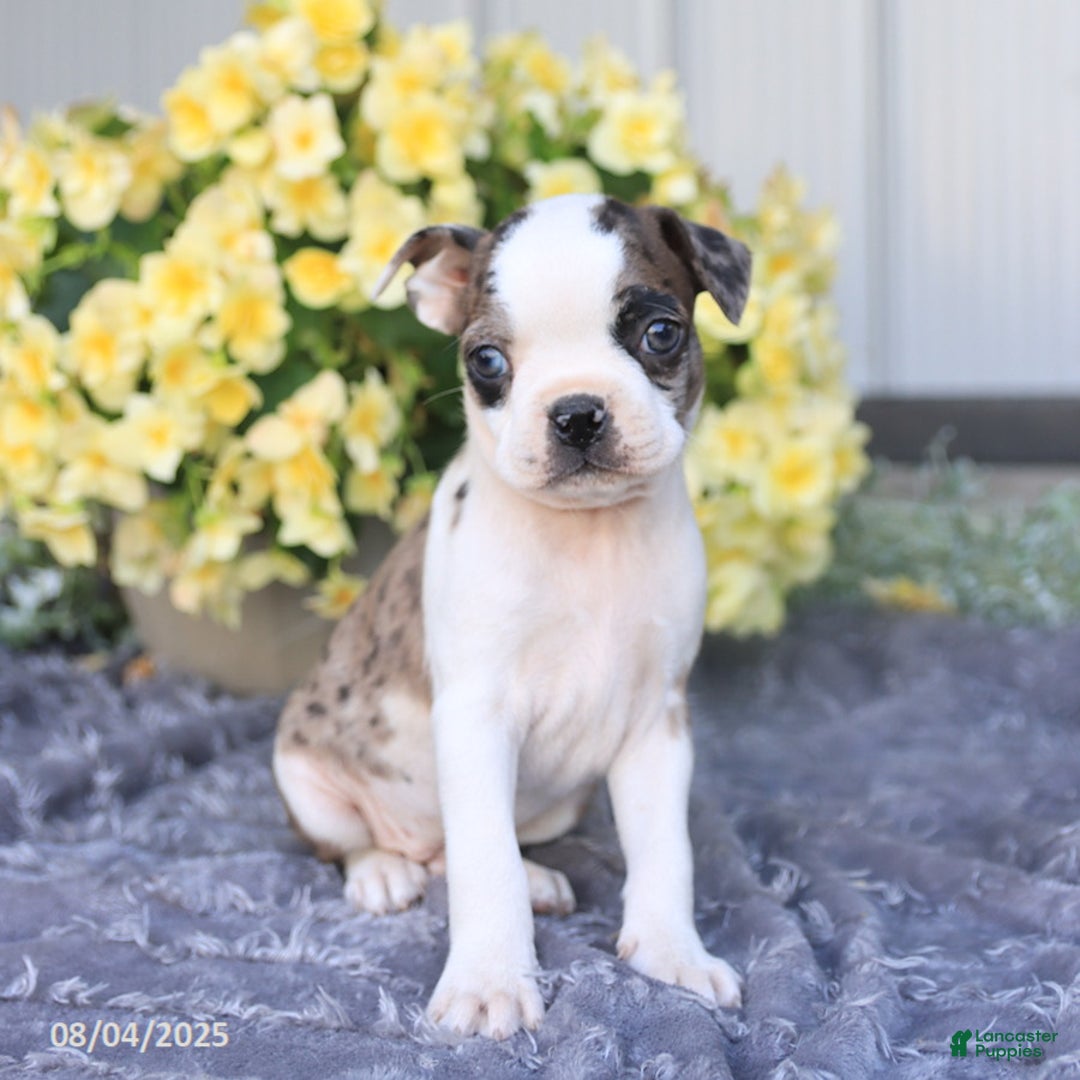 Boston Terrier dogs for sale: Boston Terrier 9 puppies - Image 4