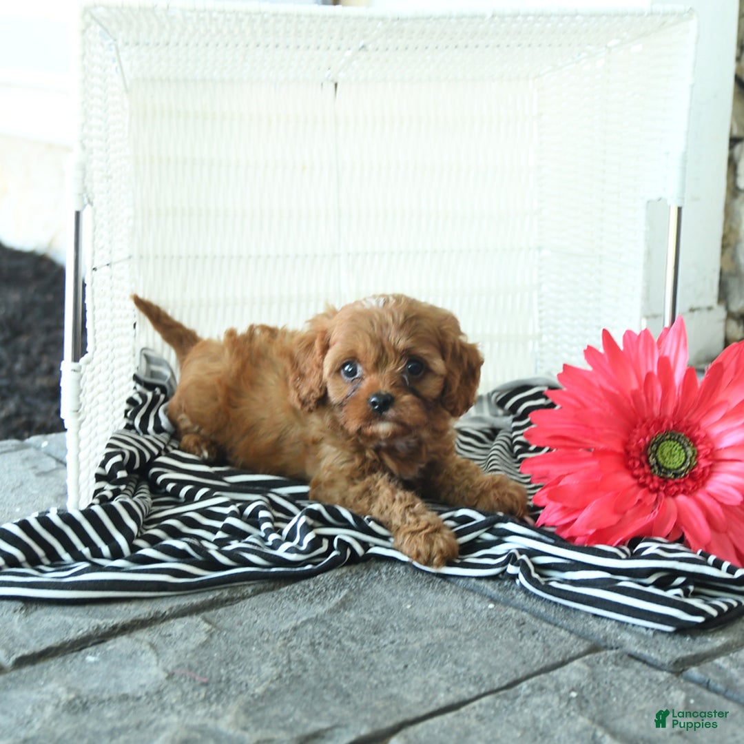 Cavapoo dogs for sale: Nixon - Image 2