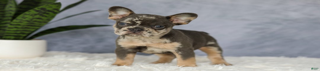 Edgar