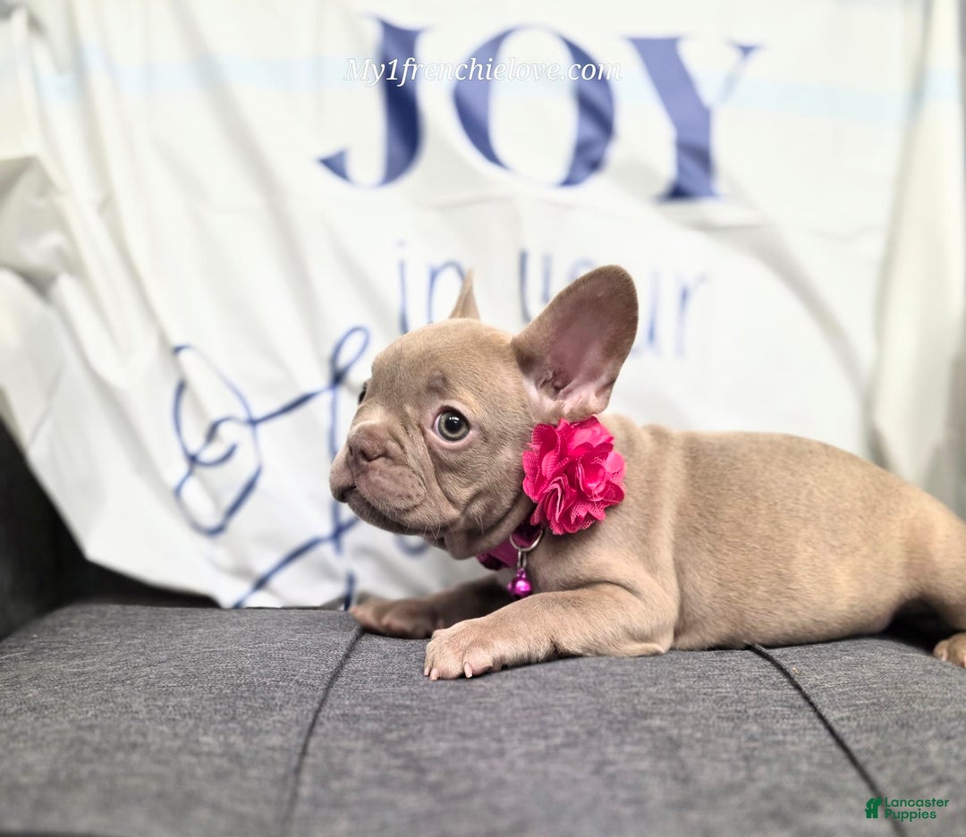 French Bulldog dogs for sale: Rosie - Image 8